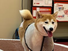 -和它·交个朋友·狗咖猫咖(爱琴海店)