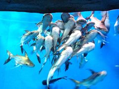 iphone_upload_pic-国家自然博物馆