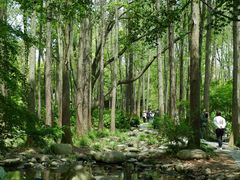 -上海共青森林公园