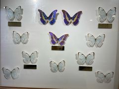 -上海昆虫博物馆