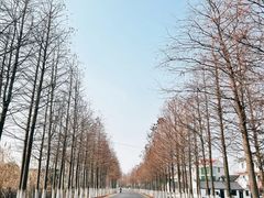 -东平国家森林公园