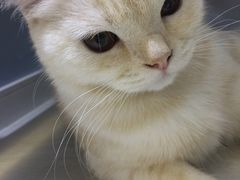 -喵的天空名猫咖啡馆·撸猫·猫舍·用品