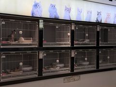 -翊宠yipet猫狗购宠庄园犬舍•猫舍