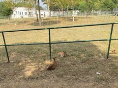 -合肥野生动物园