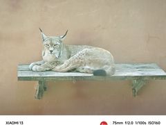 -青藏高原野生动物园