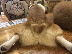 -more than meow吴止猫主题餐厅(承德 中船汇店)