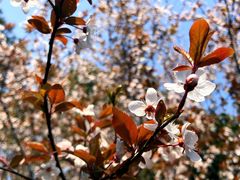 -铁山坪森林公园