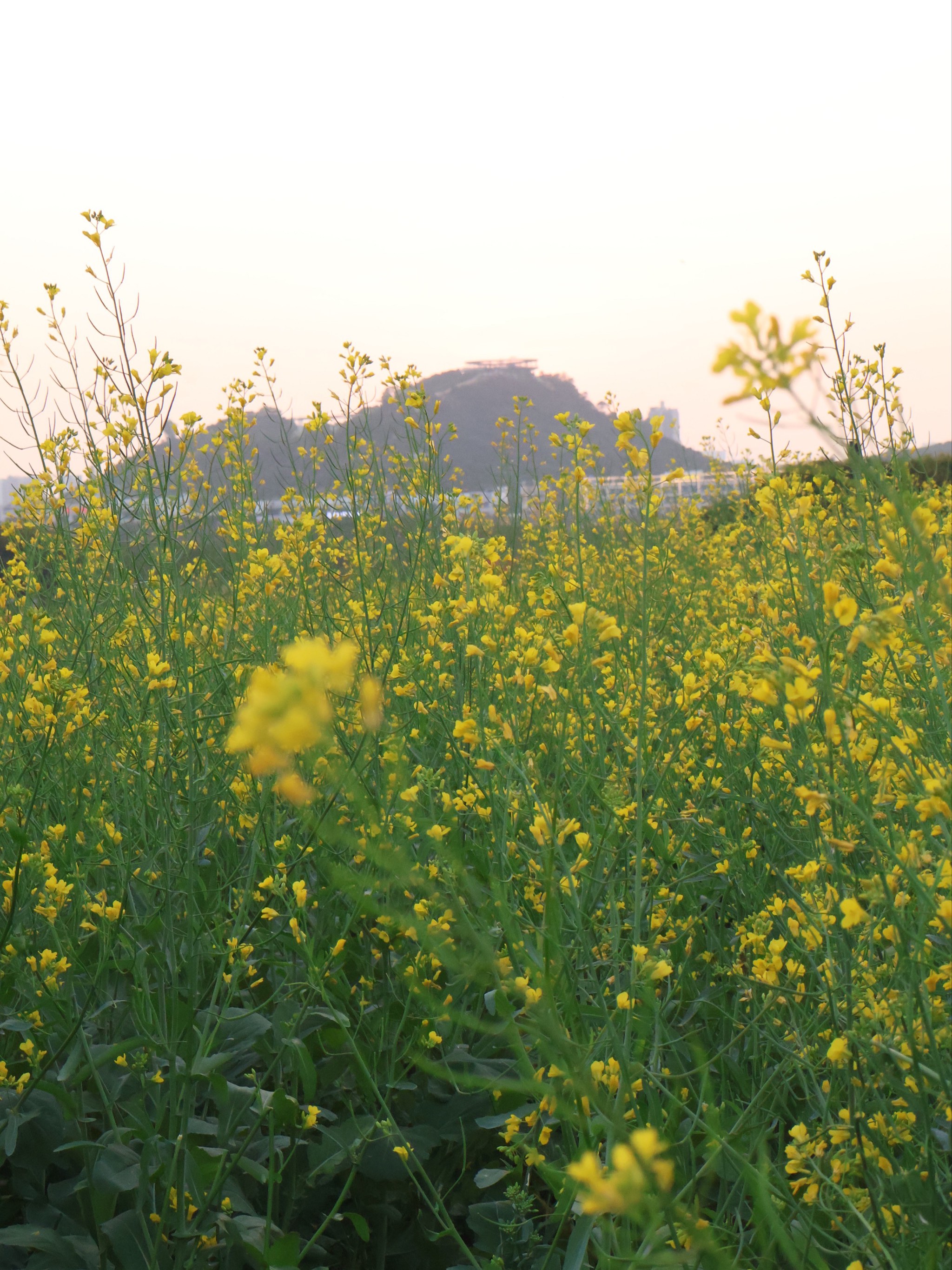 深圳周边油菜花景点图片