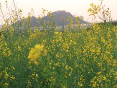 -光明小镇欢乐田园