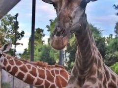 -清迈夜间动物园