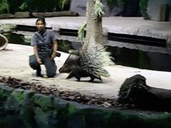 -夜间野生动物园