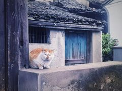 -鸣鹤古镇