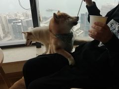 -柴犬小屋·柴餐厅·狗咖食堂(金鼎广场店)