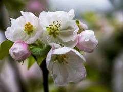 -海棠花溪(元大都城垣遗址公园)