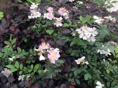 -瑶湖郊野森林公园