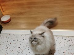 -滚猫咖啡·猫咖·猫友好撸猫(未来城店)