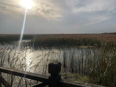 -盐城丹顶鹤湿地生态旅游区