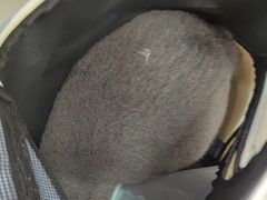 -全心全意连锁动物医院·微创中心·内科急重症·心脏专科(丰管路店)