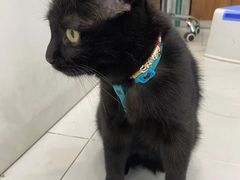 -纳吉亚猫专科动物诊疗中心(蒋宅口分院)