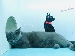 -猫小院猫主题餐厅(三里屯店)