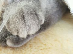 -瑞派宠物医院·24h·骨外科·皮肤科·全科宠物医疗转诊中心(沈阳浑南院)