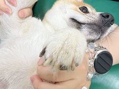 -美联众合爱康动物医院•复杂内科•肿瘤科•牙科•腔镜诊疗中心