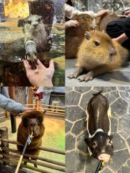 -Zoolung Zoolung动物主题公园(海信广场店)