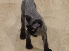 -十年猫舍·猫咪专门店(普陀店)