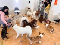 -Let's go狗咖·猫咖·奶狗·桌游(春熙路IFS店)