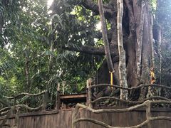 -西双版纳基诺山寨