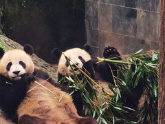 -中国大熊猫保护研究中心雅安碧峰峡基地