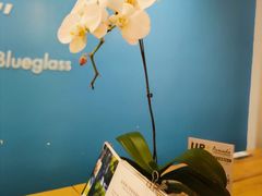 -Blueglass酸奶(华贸购物中心店)