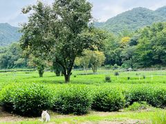 -灵隐飞来峰景区