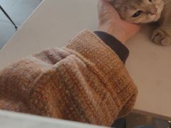 -飞行喵MR PILOT|猫舍·猫咖(静安大融城店)