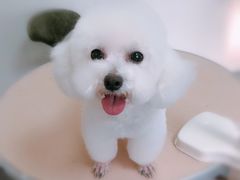 -瑞派宠物医院·24小时骨科·心脏·核磁(哈尔滨南岗店)