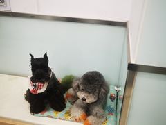 -宠福鑫康馨动物医院·骨科·眼科