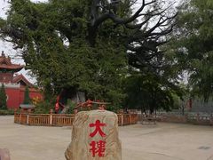 -大槐树寻根祭祖园