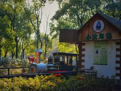 -上海共青森林公园