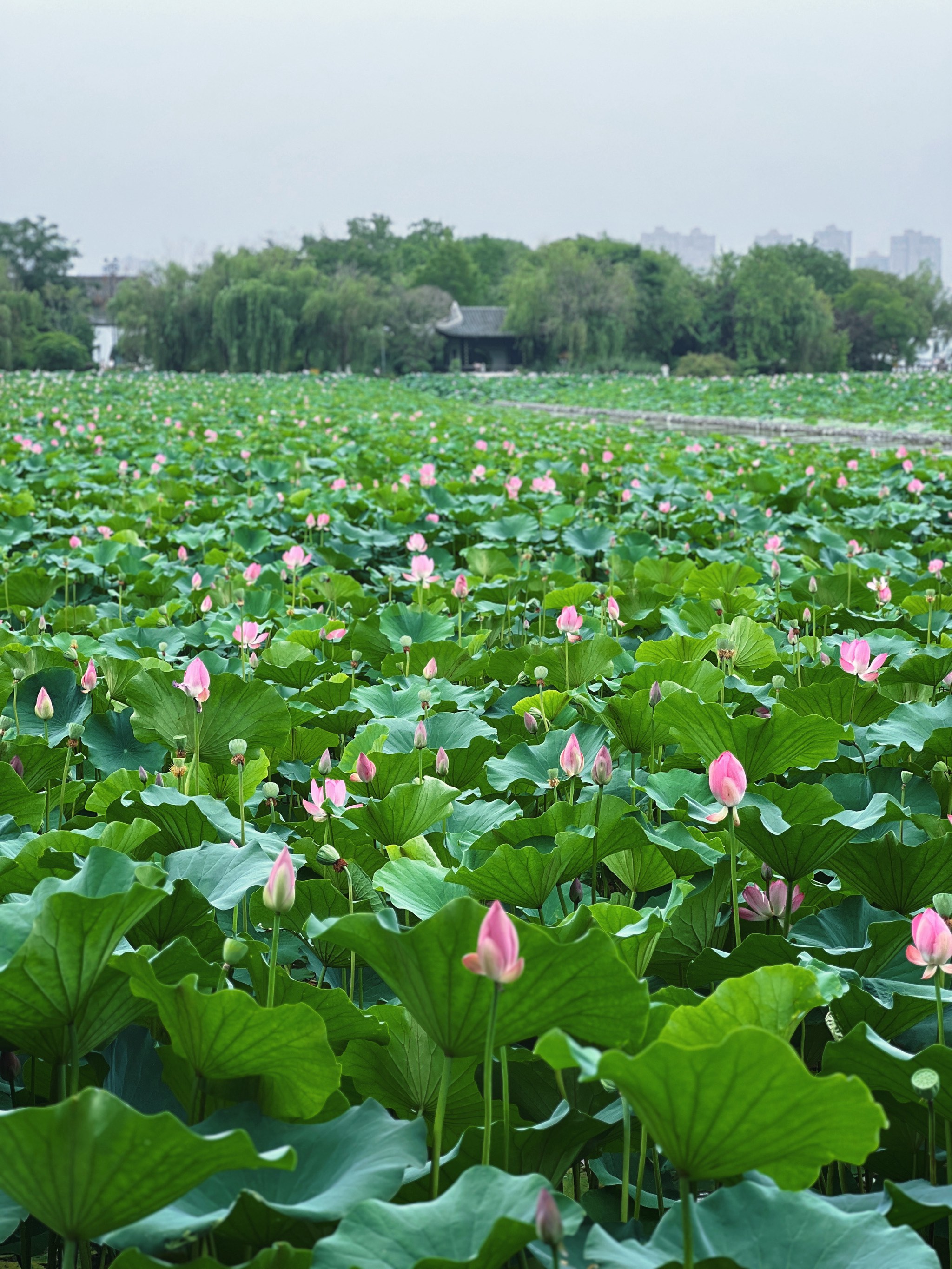 云龙湖图片景色图片