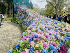 -上海共青森林公园