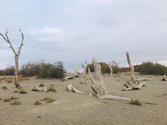 -金塔沙漠胡杨林景区