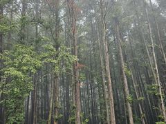 -山王坪喀斯特国家生态公园