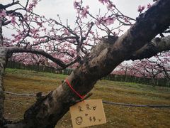 -樂桃源奉贤黄桃种植采摘基地