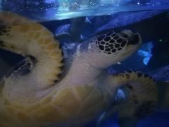 -烟台海昌鲸鲨海洋公园