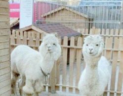 -萌宠亲子动物乐园(槐房万达店)