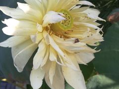 -苏州东山雕花楼宾馆