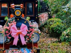 -合肥滨湖国家森林公园