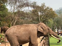 -野象谷景区