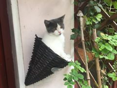 -海边的猫和咖啡馆