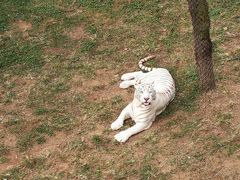 -西霞口神雕山野生动物世界